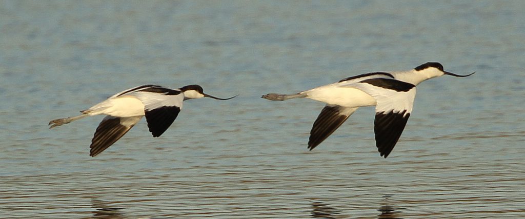 avocets 02 14012012