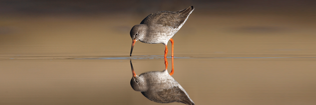 redshanks